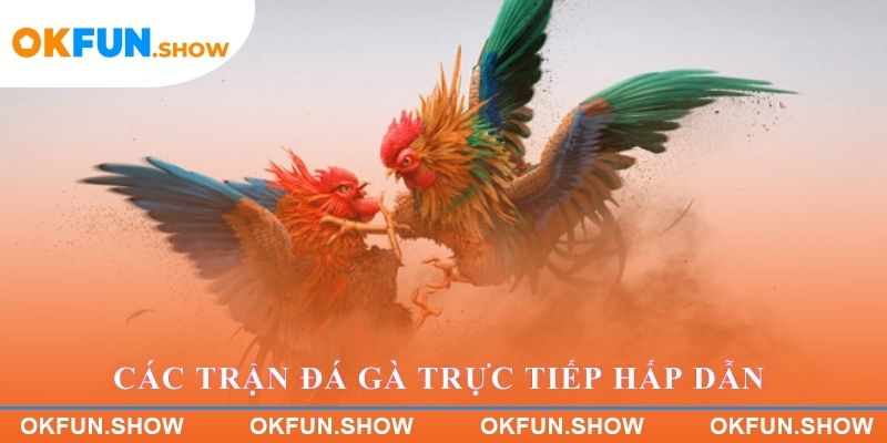 Các trận đá gà trực tiếp hấp dẫn tại OKFUN